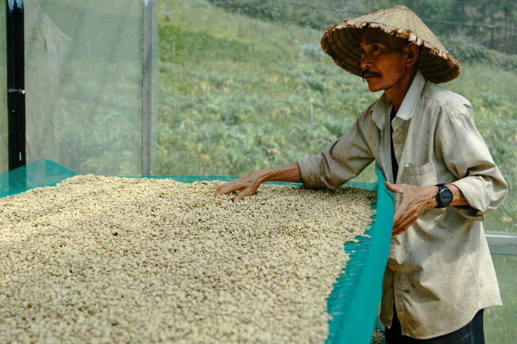 indonesian kopi luwak