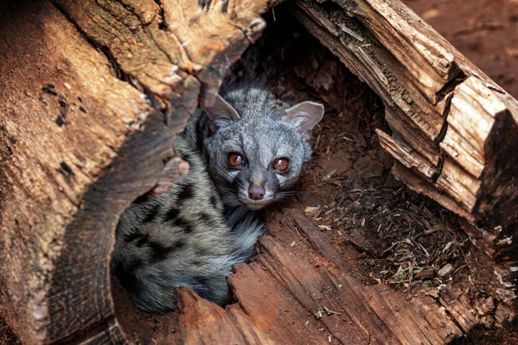 vietnam civet coffee beans