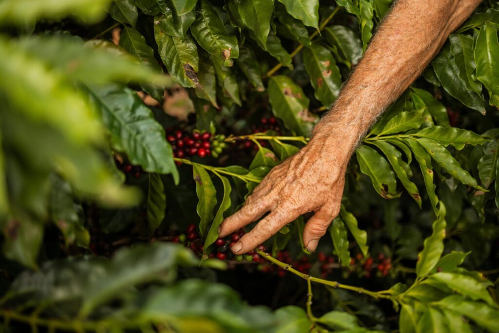 costa rica blue zone nicoya agriculture