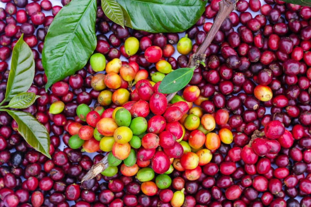 ethiopian Coffee