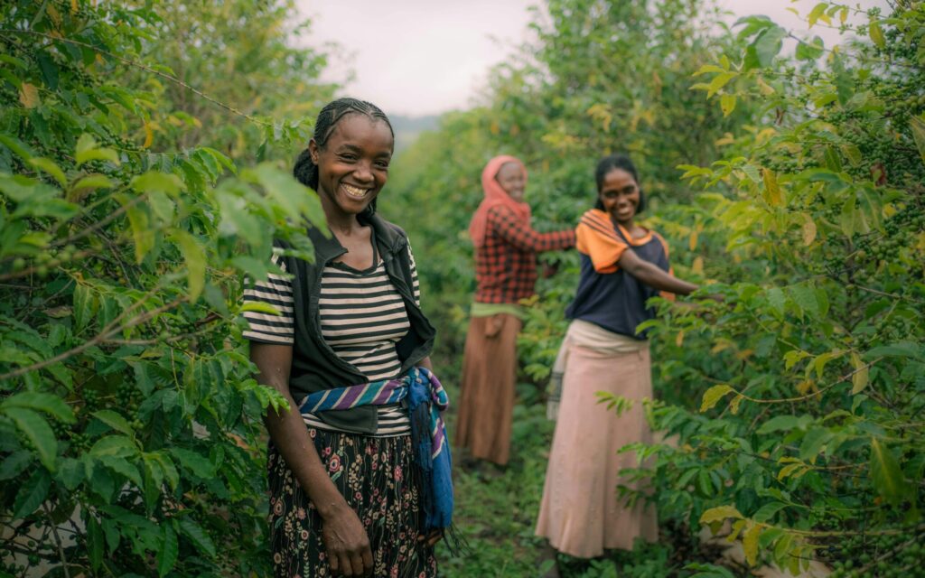kenyan coffee nyeri farms